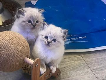 Cuccioli sacro di Birmania