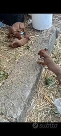 Cuccioli pincher