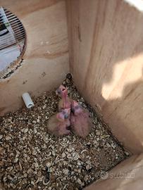 Cuccioli di colopsite