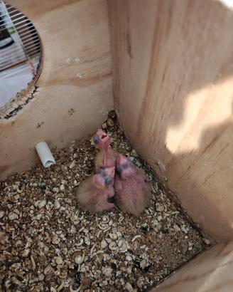 Cuccioli di colopsite