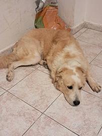 Re ga lo cane 7 mesi