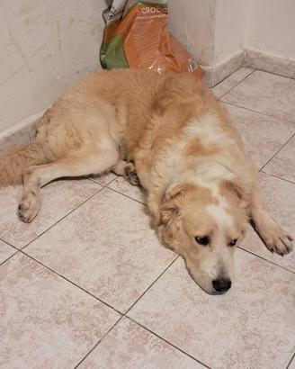 Re ga lo cane 7 mesi
