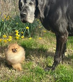 Cuccioli Spitz nano Pomerania