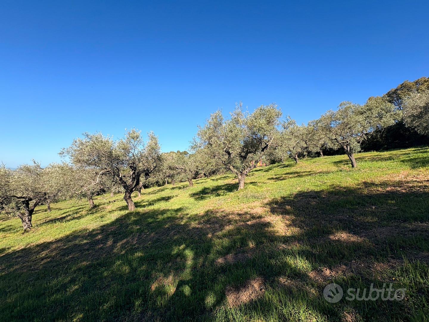 Terreno con uliveto a su piroi - Gergei - View 6