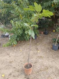 Albero di fico