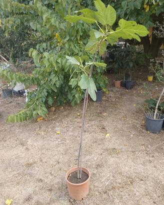 Albero di fico