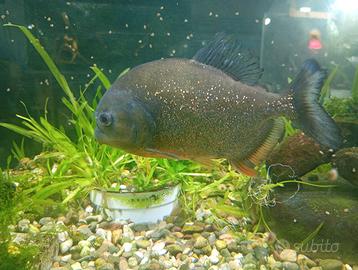 Piccoli Piranha Pygocentrus Nattereri