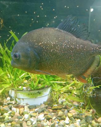 Piccoli Piranha Pygocentrus Nattereri
