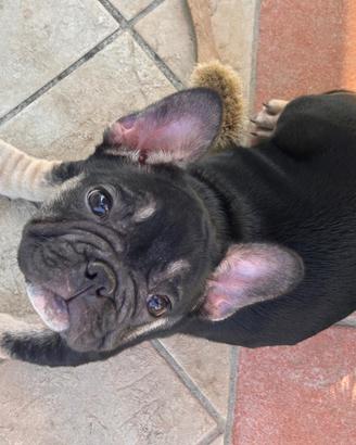 Buodog francesi