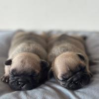 Cuccioli di Bulldog Francese con Pedigree Enci