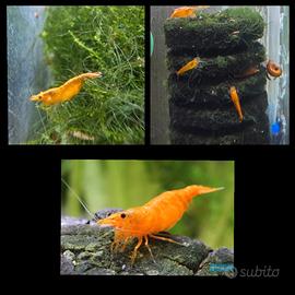 Caridine gamberetti acqua dolce arancioni