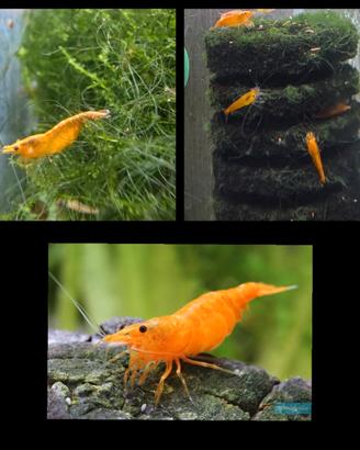 Caridine gamberetti acqua dolce arancioni