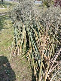 canne di bambù 