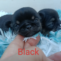 Maschietti chihuahua