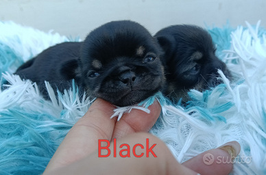 Maschietti chihuahua