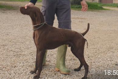 Kurzhaar Arnold Hansel Degli Alti Pascoli