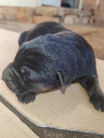 Cuccioli di pastore tedesco