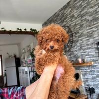 Cucciolo di barboncino