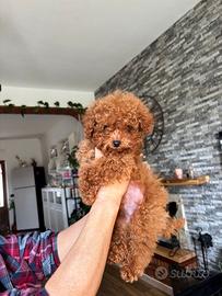 Cucciolo di barboncino