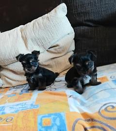 Cuccioli Yorkshire Mini Toy