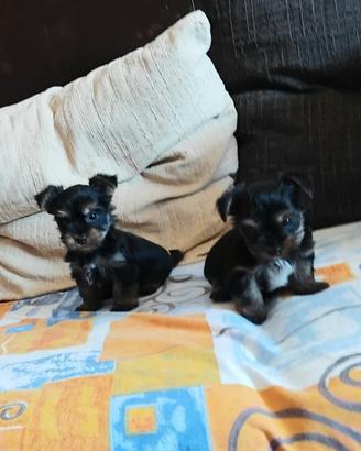 Cuccioli Yorkshire Mini Toy