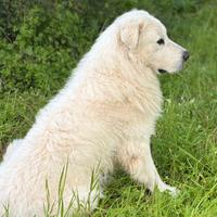 Cane pastore maremmano abruzzese per monta