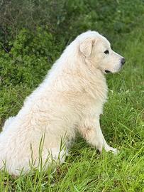 Cane pastore maremmano abruzzese per monta