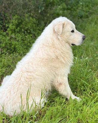 Cane pastore maremmano abruzzese per monta
