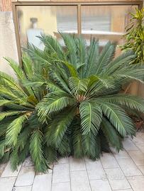 Due cicas ultratrentennali