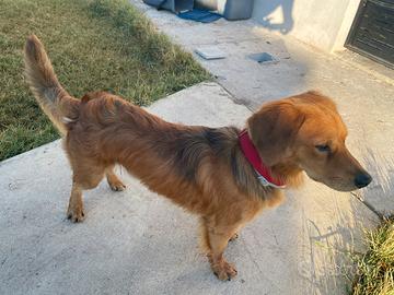 Cucciolone 11 mesi incrocio Spaniel / Bassotto