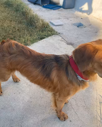 Cucciolone 11 mesi incrocio Spaniel / Bassotto