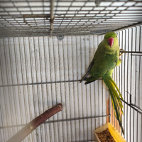 Parrocchetto dal collare ancestrale