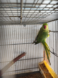 Parrocchetto dal collare ancestrale