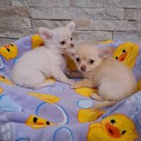 Cuccioli di chihuahua a pelo lungo