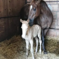 Cavalla quarter horse