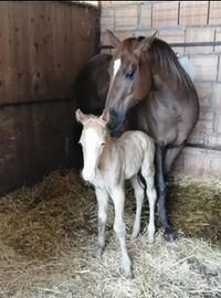 Cavalla quarter horse