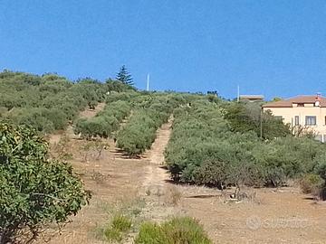 Terreno agricolo 4304 m² uliveto con vista mare