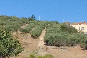 Terreno agricolo 4304 m² uliveto con vista mare