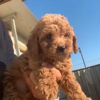 Barboncini di vari colori