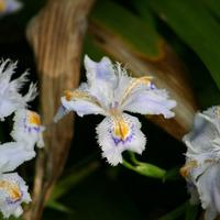 20 piantine - rizomi iris japonica