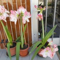 bulbi amaryllis