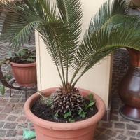 Piante cycas