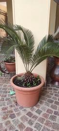 Piante cycas