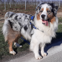 Pastore australiano blue merle c/ pedigree x monta