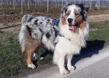 Pastore australiano blue merle c/ pedigree x monta