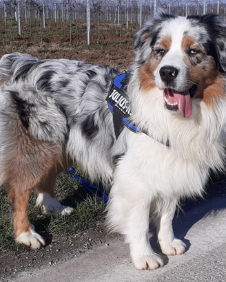 Pastore australiano blue merle c/ pedigree x monta