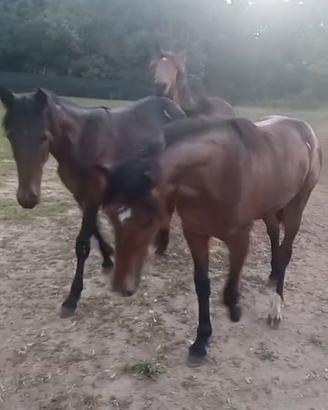 3 puledri due femmine e un maschio 