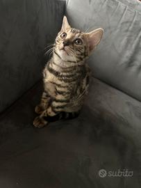 Cucciolo Bengala pronto da subito