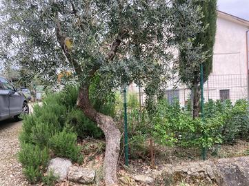 3 LOCALI A TORRECUSO