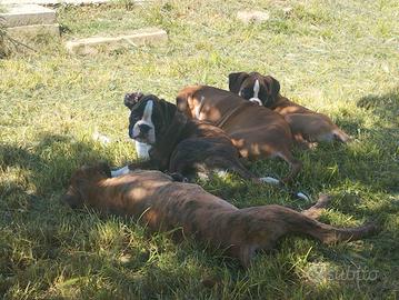 Cuccioli boxer